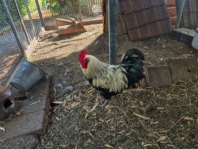 Marans