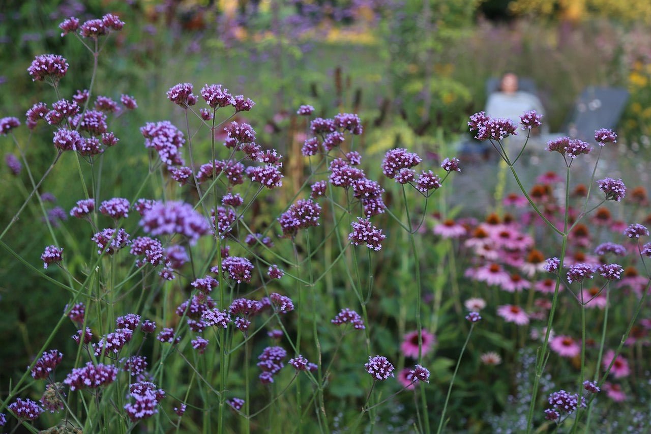 Verbena