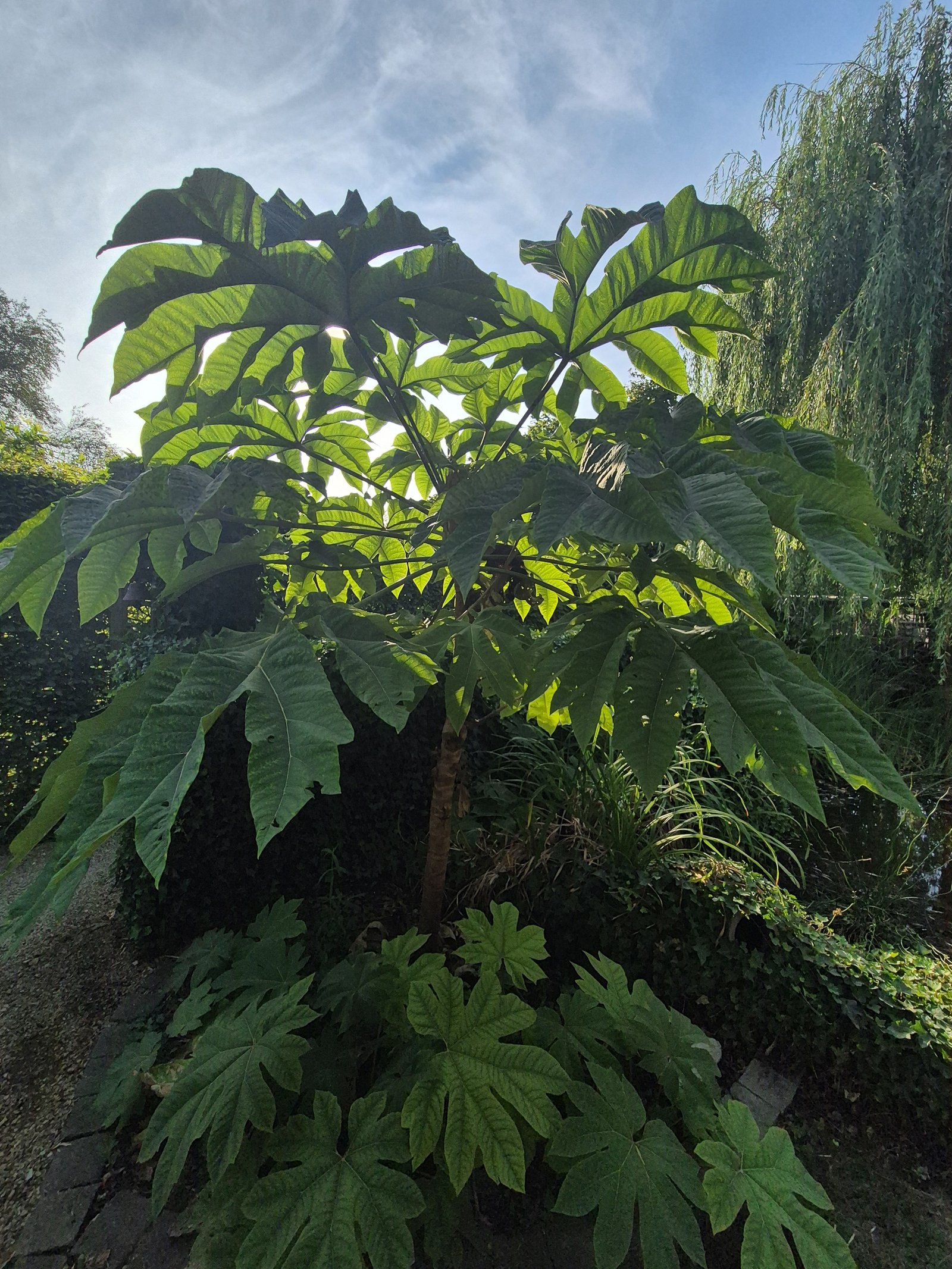 Rijstpapierplant